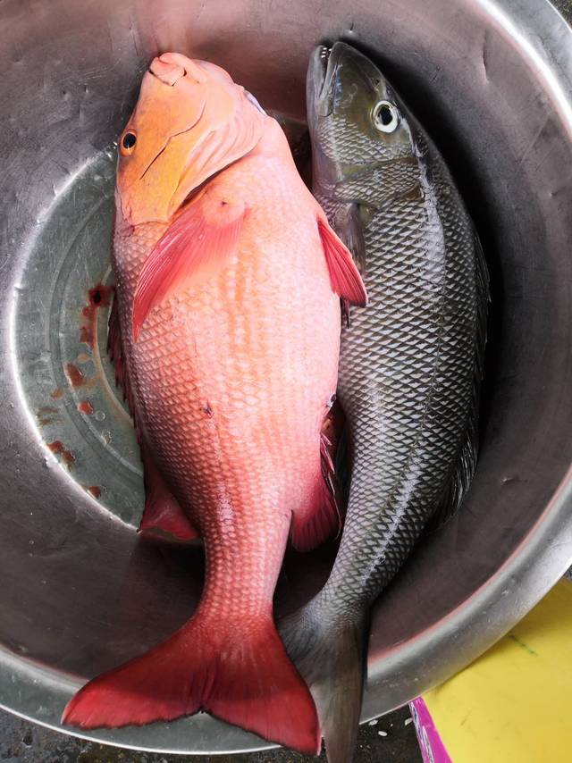 真实的新鲜海鱼与冻货的区别