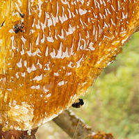 尼泊尔蜂蜜，让人产生幻觉的“狂蜜”，悬崖采蜜，5倍高价都难买