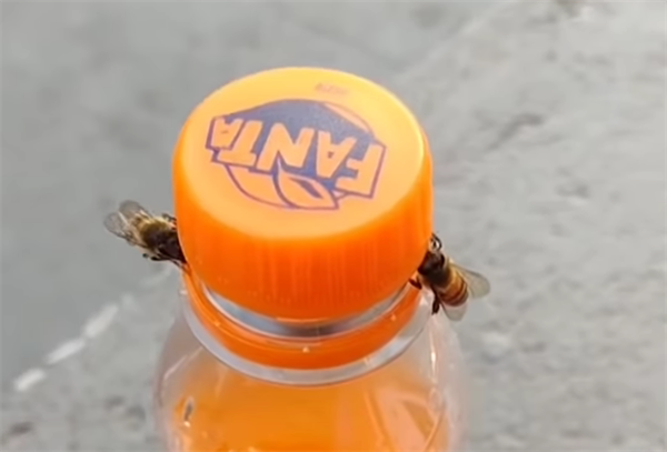 罕见！两只蜜蜂合作打开芬达瓶盖 
