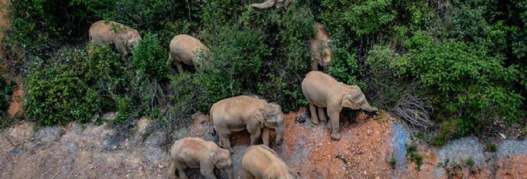 “一路象北”系列终结！云南野象群开始向西南迁徙，如不南返，专家称小种群可能灭绝