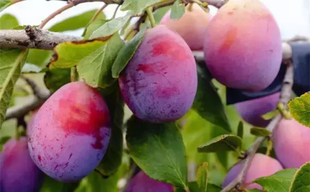 花单生或有时2朵同生于1芽内,香味浓,先于叶开放,白色至粉红色.果实