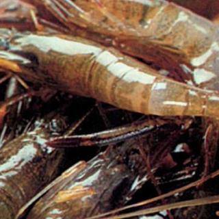 风物日历6.6｜这个季节最鲜美的淡水虾，来自微山湖
