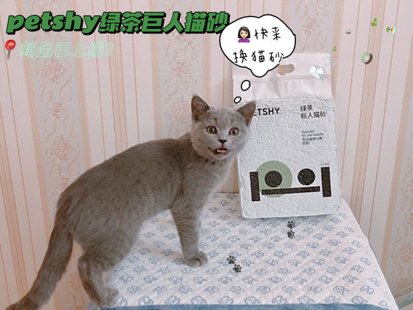 petshy新品混合猫砂测评｜来品品青草