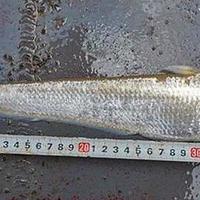 十年禁渔效果初显，专家发现“罕见”刀鱼，三五年后可规模化繁殖