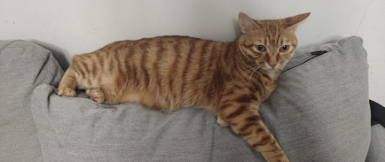 进口猫粮真的不会踩雷吗？_猫粮_什么值得买