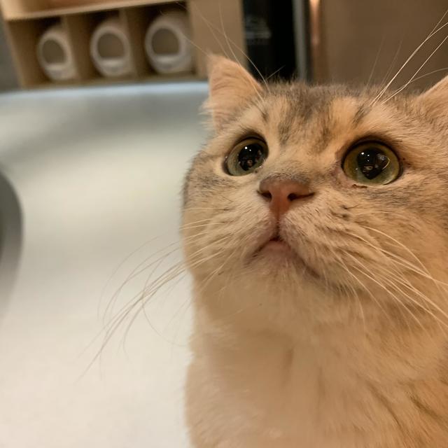 养猫必须买进口猫粮吗？来看看国产猫粮排行榜大赏~