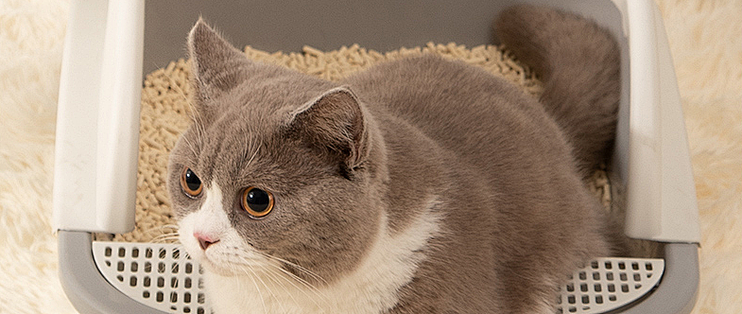 新手养猫必看 猫砂多久换一次 猫砂 什么值得买