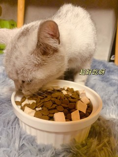 安伴猫粮+猫咪很爱吃呢