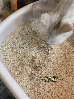 印呆空间猫砂+猫咪好物分享