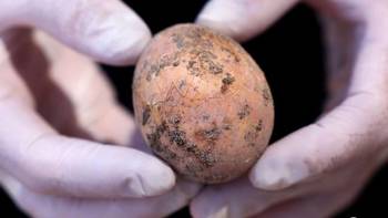 以色列考古学家发现一枚千年鸡蛋