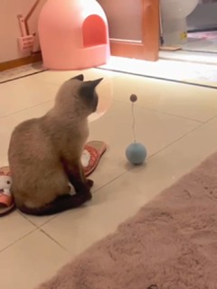 pidan猫玩具 电动不倒翁逗猫棒