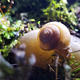科学课作业拍出BBC纪录片的感觉，直播蜗牛的相遇相爱啪啪啪生娃之路