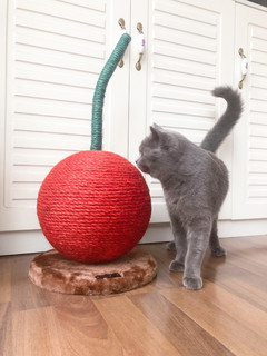 🎁未卡樱桃🍒猫爬架～小猫咪的快乐