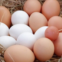 买鸡蛋时，遇到红皮和白皮选哪个？搞清楚其中的区别，别再买贵了