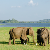 云南普洱标本兼治，专门建4000亩“大象食堂”，降低大象进村入户概率