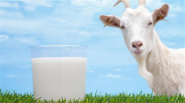 Bubs山羊奶配方奶粉进驻美国市场