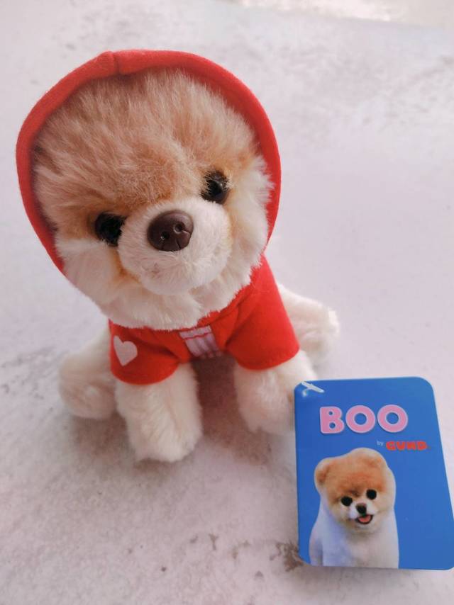 谁还没个小可爱——boo小美犬