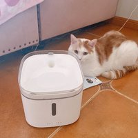 小米宠物饮水机 猫猫爱上喝水了