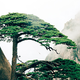 一抹从历史中走来的绿荫——中国古树拾遗