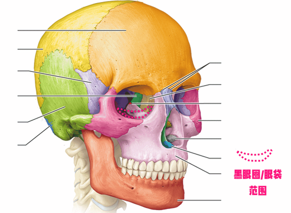 顺着摸下去就能感觉到,其实黑眼圈和眼袋就出现在眼眶骨上方的这部分