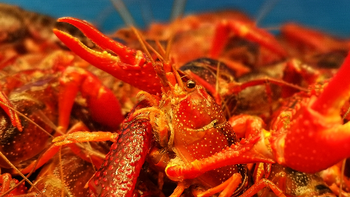 宵夜江湖大佬——中国小龙虾料理地图 