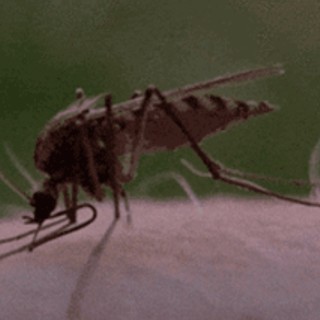夏日生活指南 驱蚊