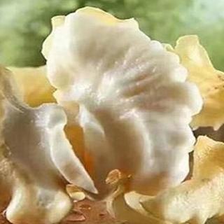 选购新鲜核桃如何避坑 如何保存 机器脱皮和人工脱皮的区别 坚果炒货 什么值得买