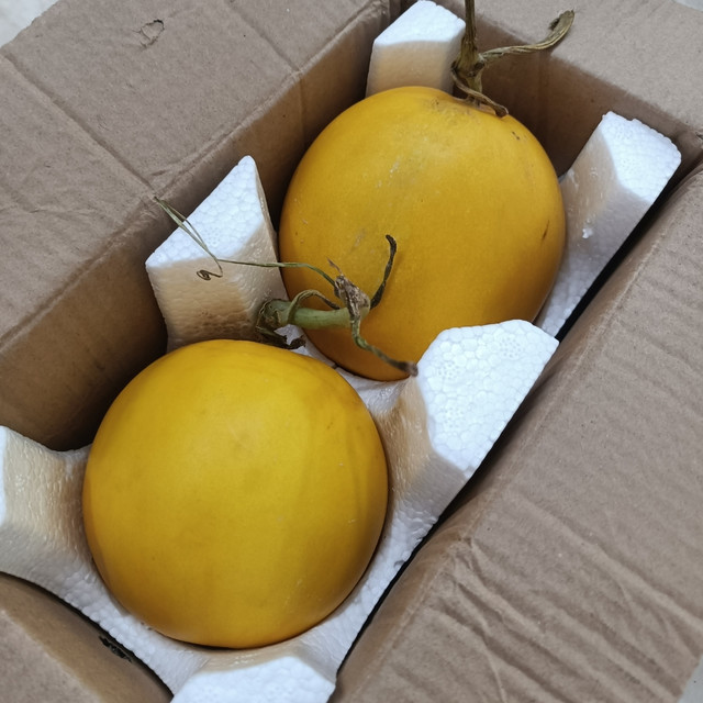 脆甜可口，瓜香四溢~ 好好吃~