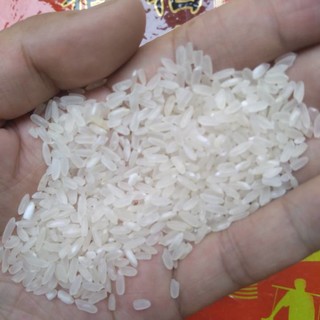十月稻田五常稻香米-真香