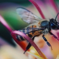 适马最便宜的Art镜头，70mm F2.8 DG Macro