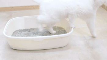 懒人可以多久铲一次猫砂？试试最后这么用猫砂！