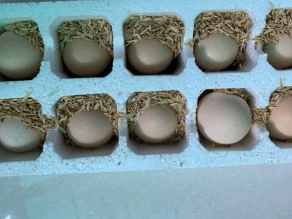 白荡里 土鸡蛋 10枚