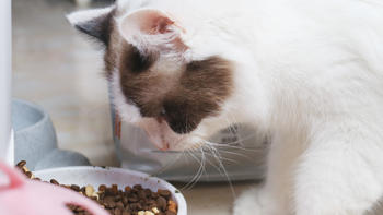 月入3000养胃猫粮该怎么选？三只小宠国产猫粮评测
