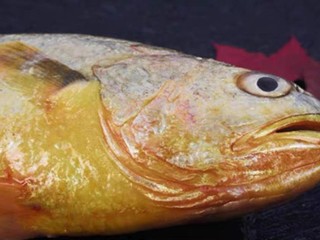 大黄花鱼