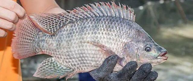 这种鱼来自非洲,入侵水域有一套,来到中国后它却想"哭"