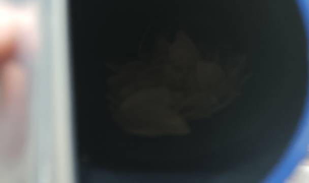 来自墨西哥的“怪味”薯片