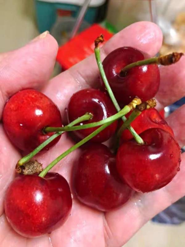 京东plus会员京觅garcesfruit吉制进口车厘子j级净含量5kg果径约2628