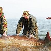 它花了1亿年进化，是中国最大的淡水鱼，如今靠人工养殖，见过吗