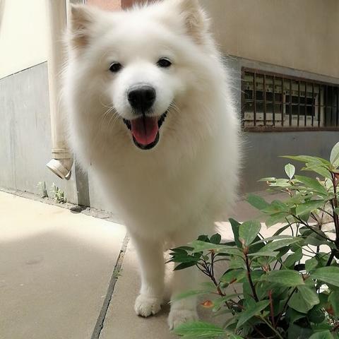 亲历郑州暴雨48小时之萨摩耶历险记