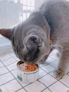 猫咪绝育术后恢复☆母猫生产后增加营养专用