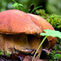 不是所有蘑菇都配叫“菌子”——中国野生菌不完全指南