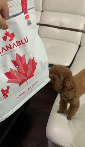 我家里的泰迪太挑食，换粮以后有明显改善