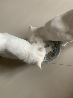 猫咪吃起来还行，不是太喜欢吃。