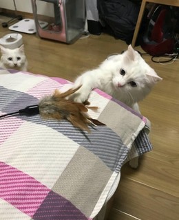 逗猫棒