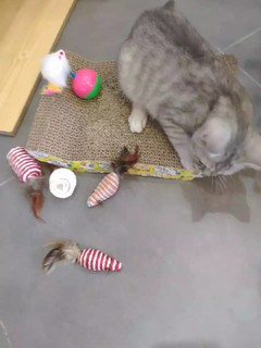 猫玩具7件套