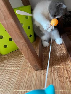 坏小宠猫玩具猫转盘球