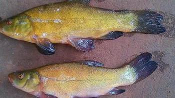 钓了两条金黄色的鱼，看着很像丁桂鱼，却有人说它是鲤鱼，求鉴定