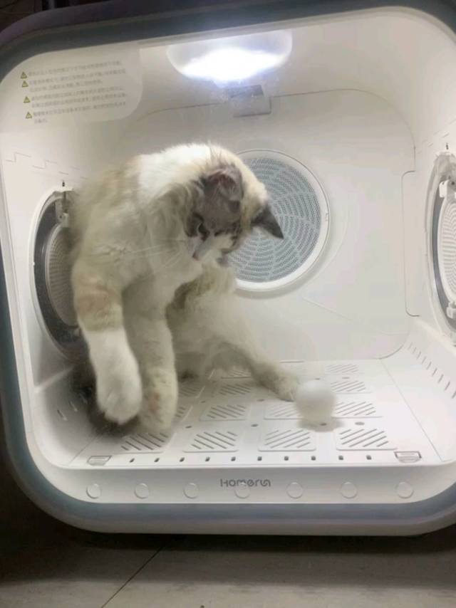 多猫家庭必备！霍曼宠物烘干箱