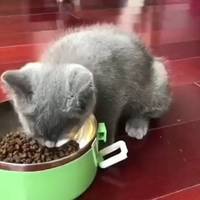 晒一晒小千正在吃的一款幼猫猫粮