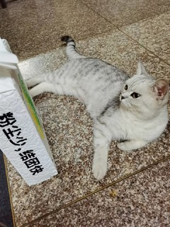 小佩原味混合猫砂，好用！